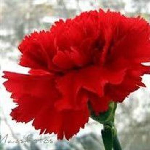 Elva Marie Blair Profile Photo