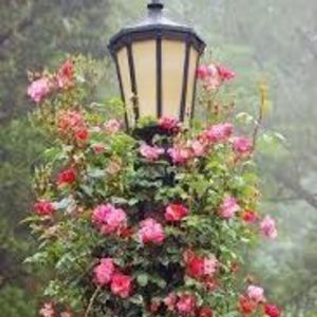 Nancy Ann Endres-Eramo Profile Photo