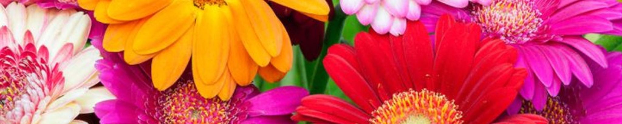 Cover photo for Deborah Ann Mayle's Obituary
