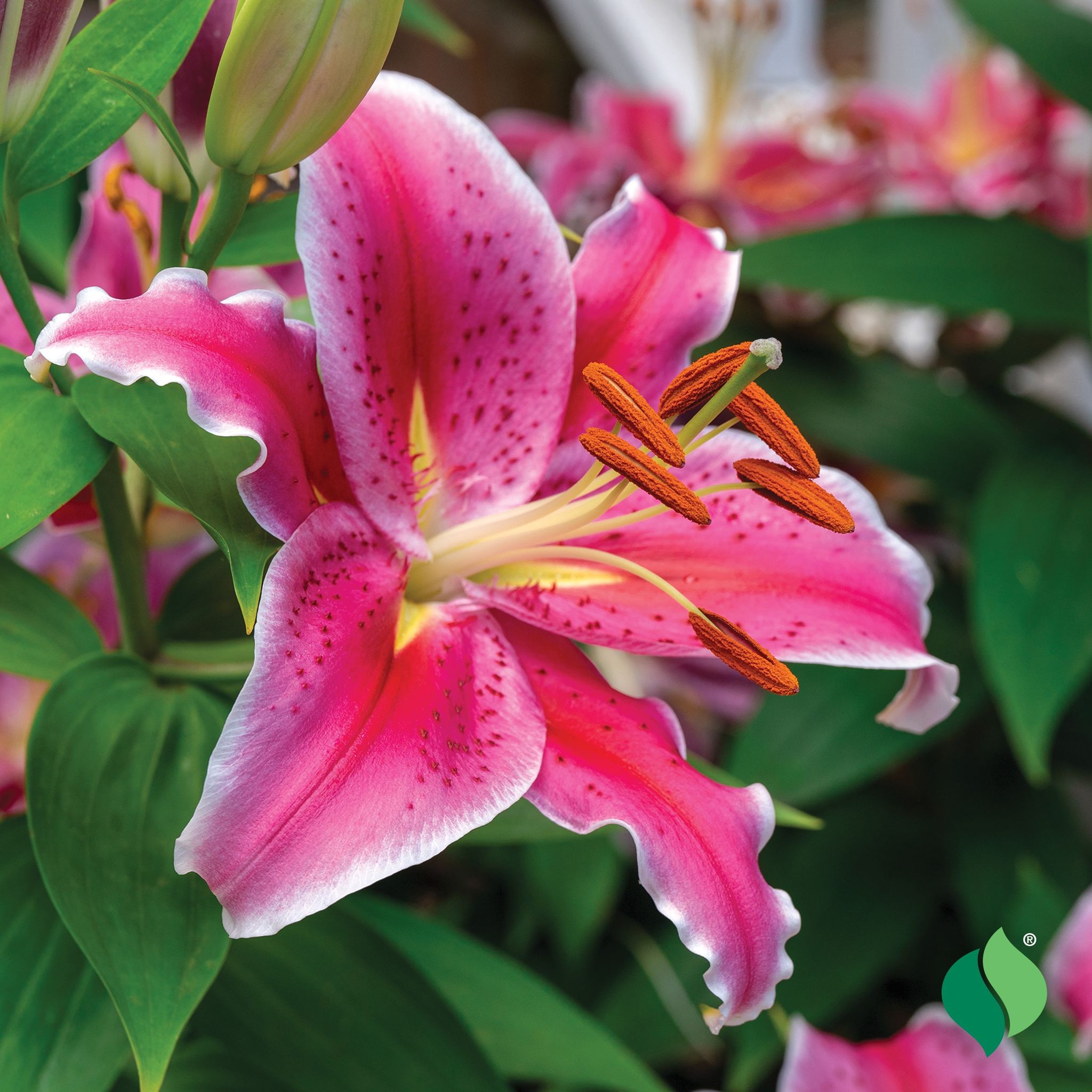 Cover for Annie Vigil's Obituary