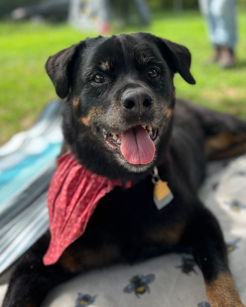 Roma Profile Photo