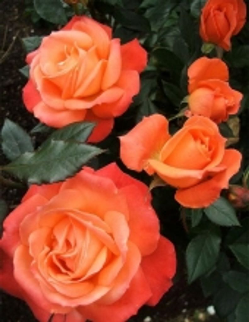 Sharon (Harvey) White