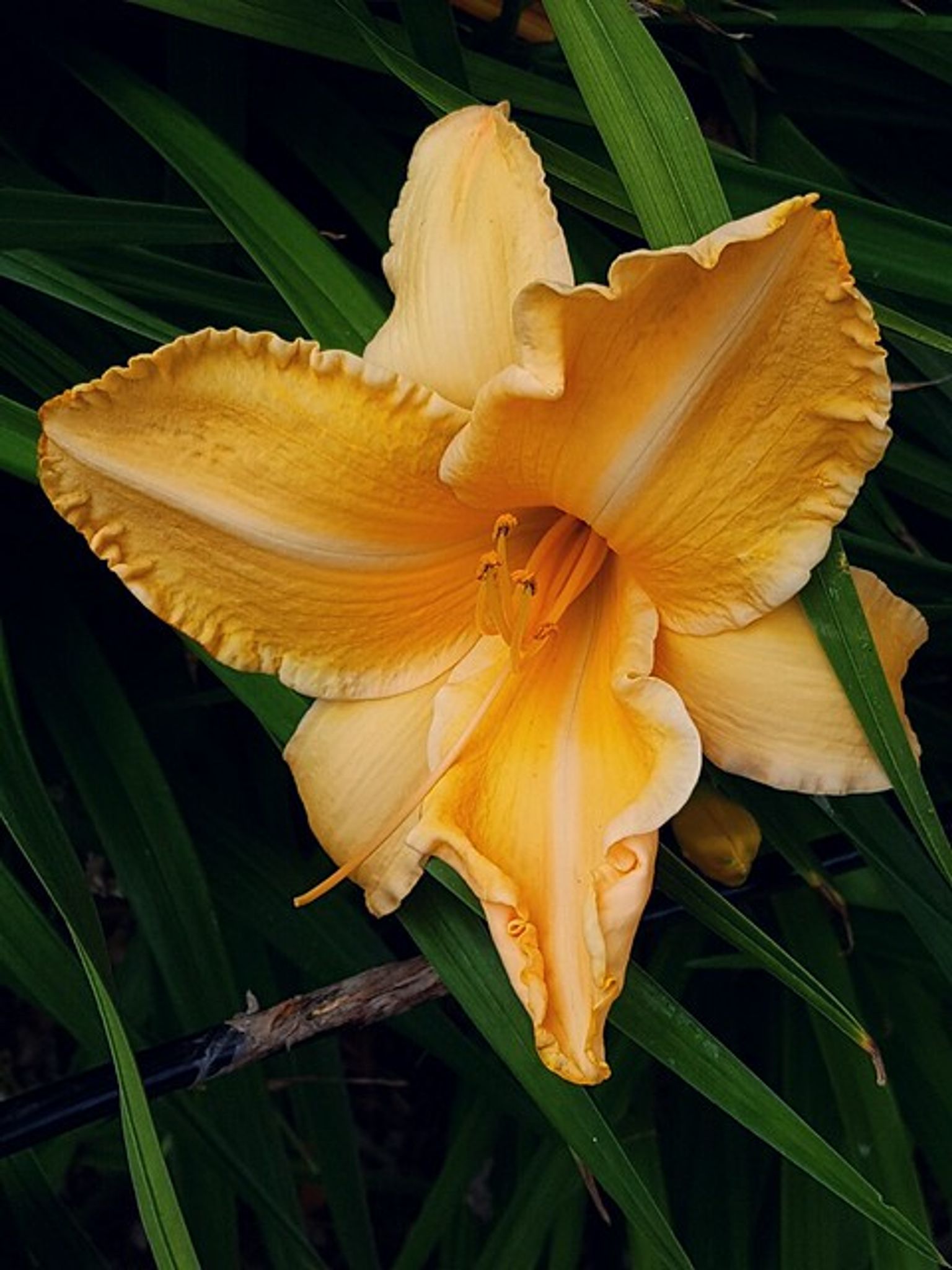 Cover photo for Alisa Conser's Obituary