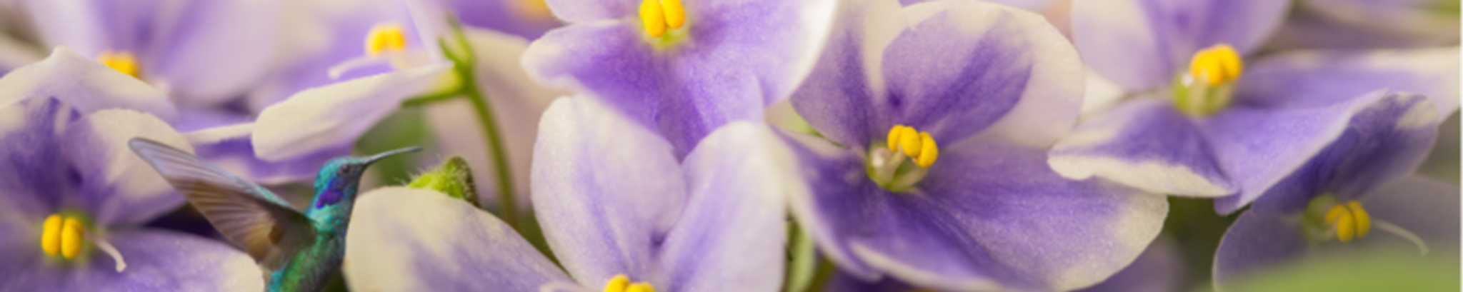 Cover photo for Muriel Scimemi's Obituary