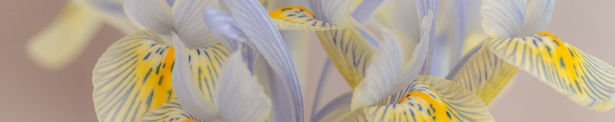 Cover for Cynthia R Savoie's Obituary