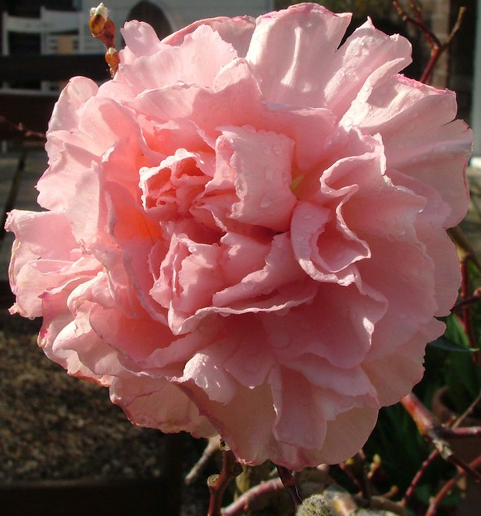 Cleta Margaret Saylor