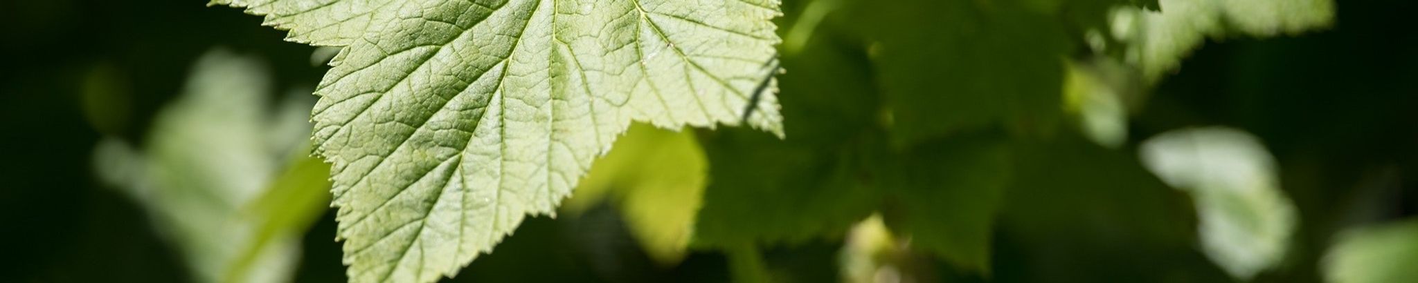 Cover for Dau Phuoc Le's Obituary