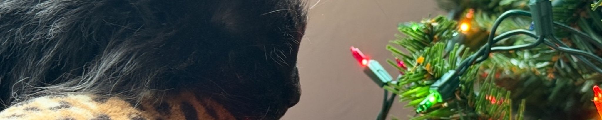 Cover photo for Nessarose's Obituary