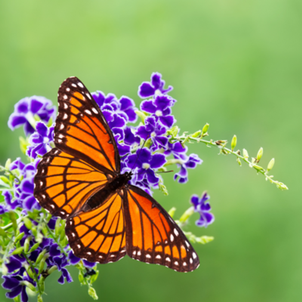 Eden Luna Lindholm-Johnson Profile Photo