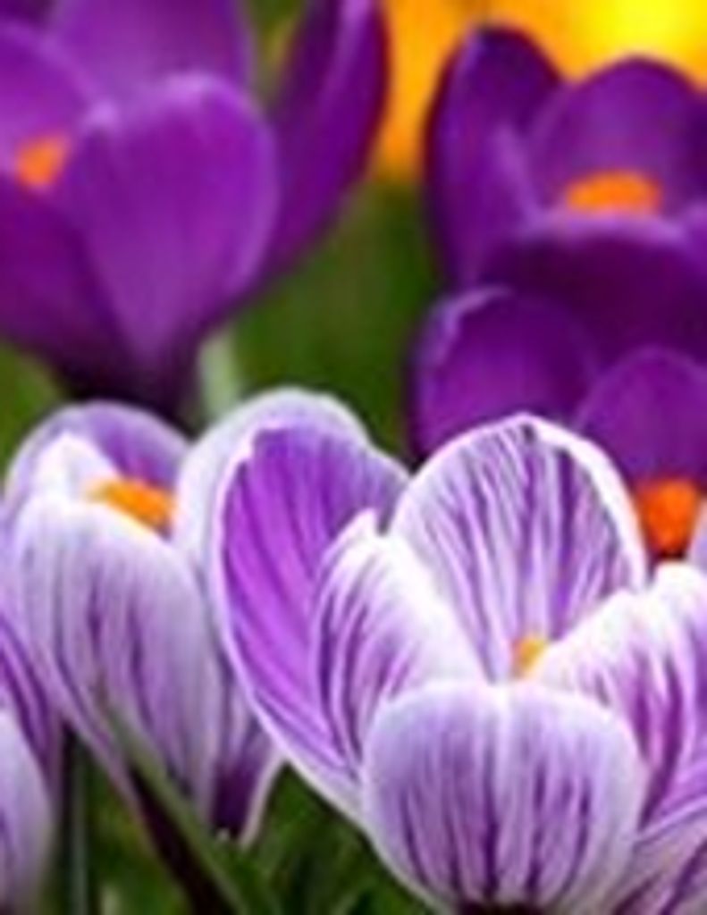 Martha Elizabeth Strickland