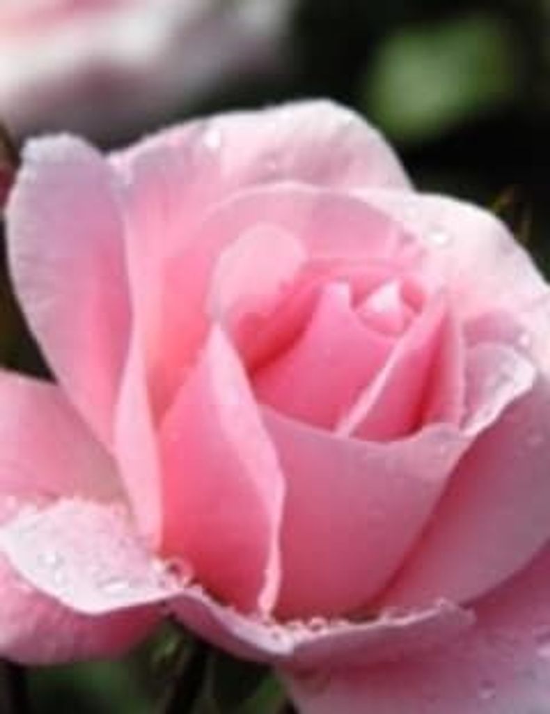 Katie Lou Strickland Profile Photo