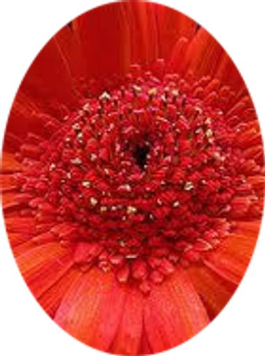 Bernadette  Rosena (Carroll)  Jacobs Profile Photo