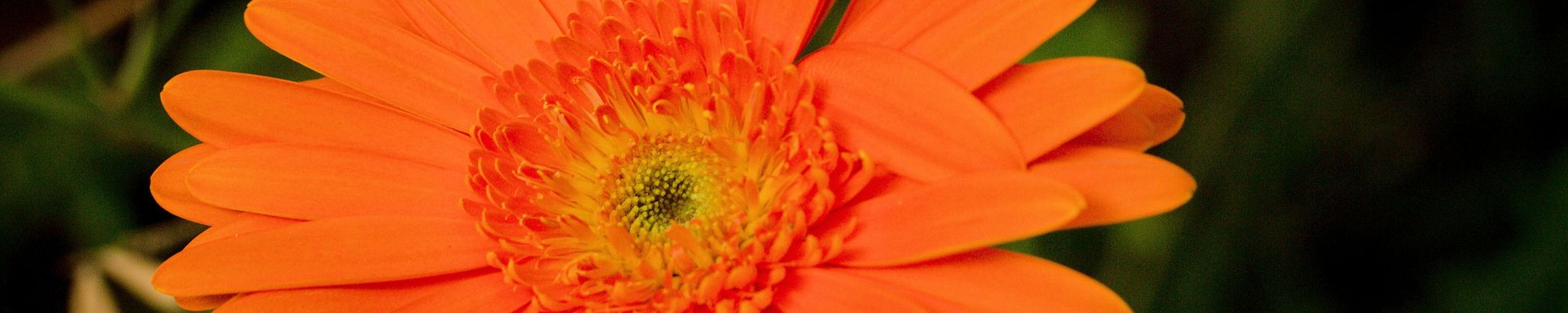Cover photo for Sandra Lein's Obituary