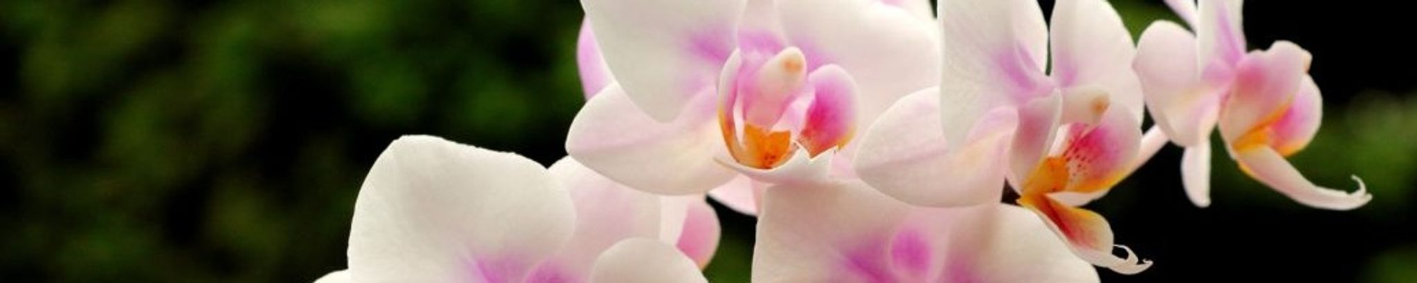 Cover for Dr. Colette Hillebrand Duggan's Obituary