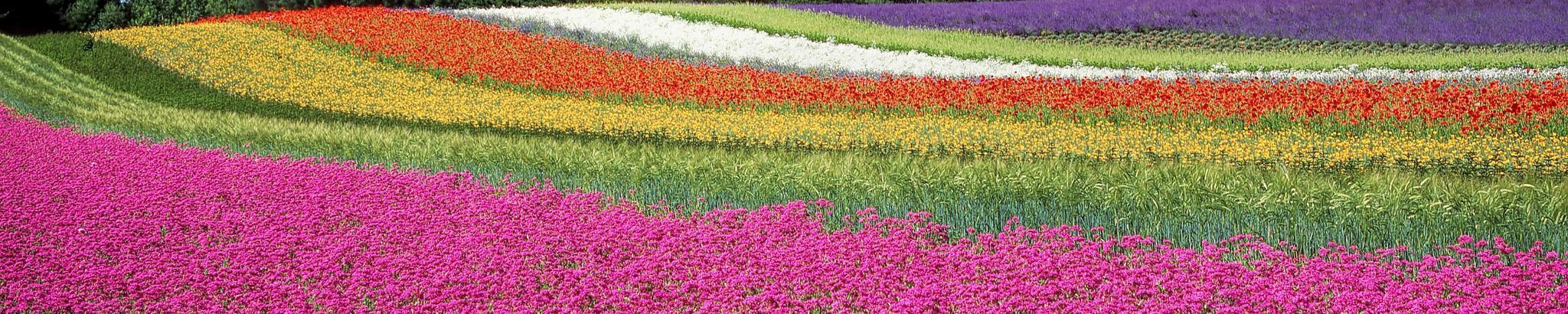 Cover for Gloria Jean Johnson's Obituary