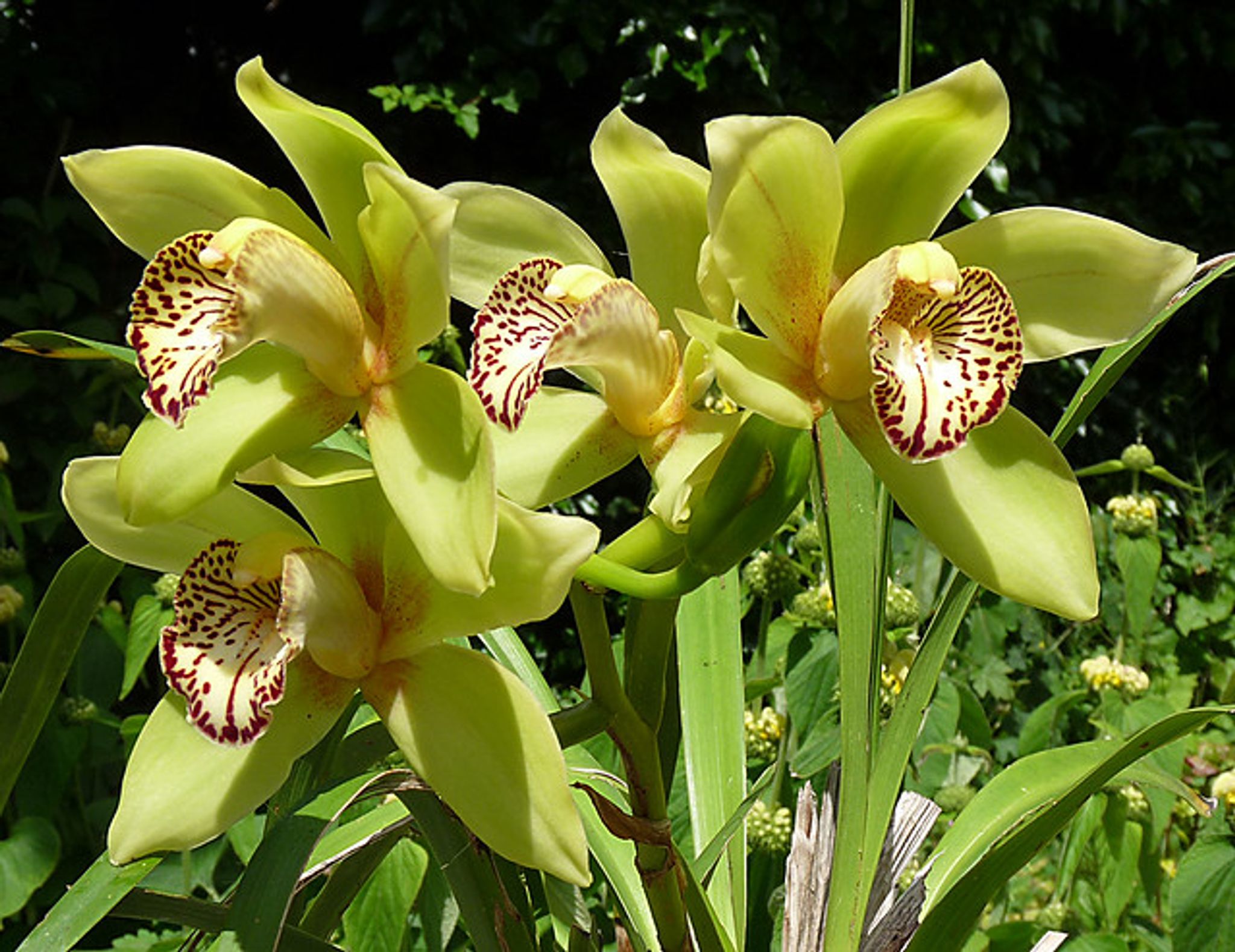 Cover photo for Virginia Ann Wrench's Obituary