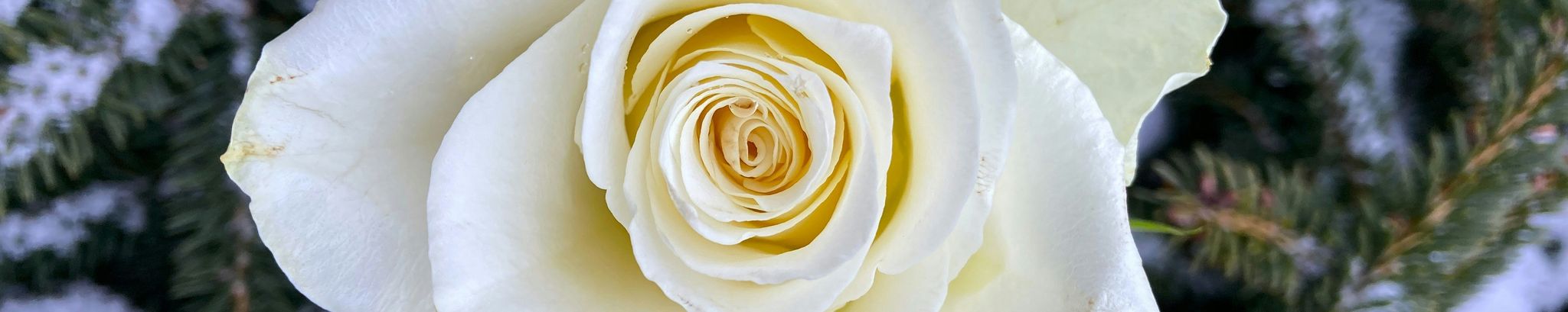 Cover for Tse Ling Hsu's Obituary