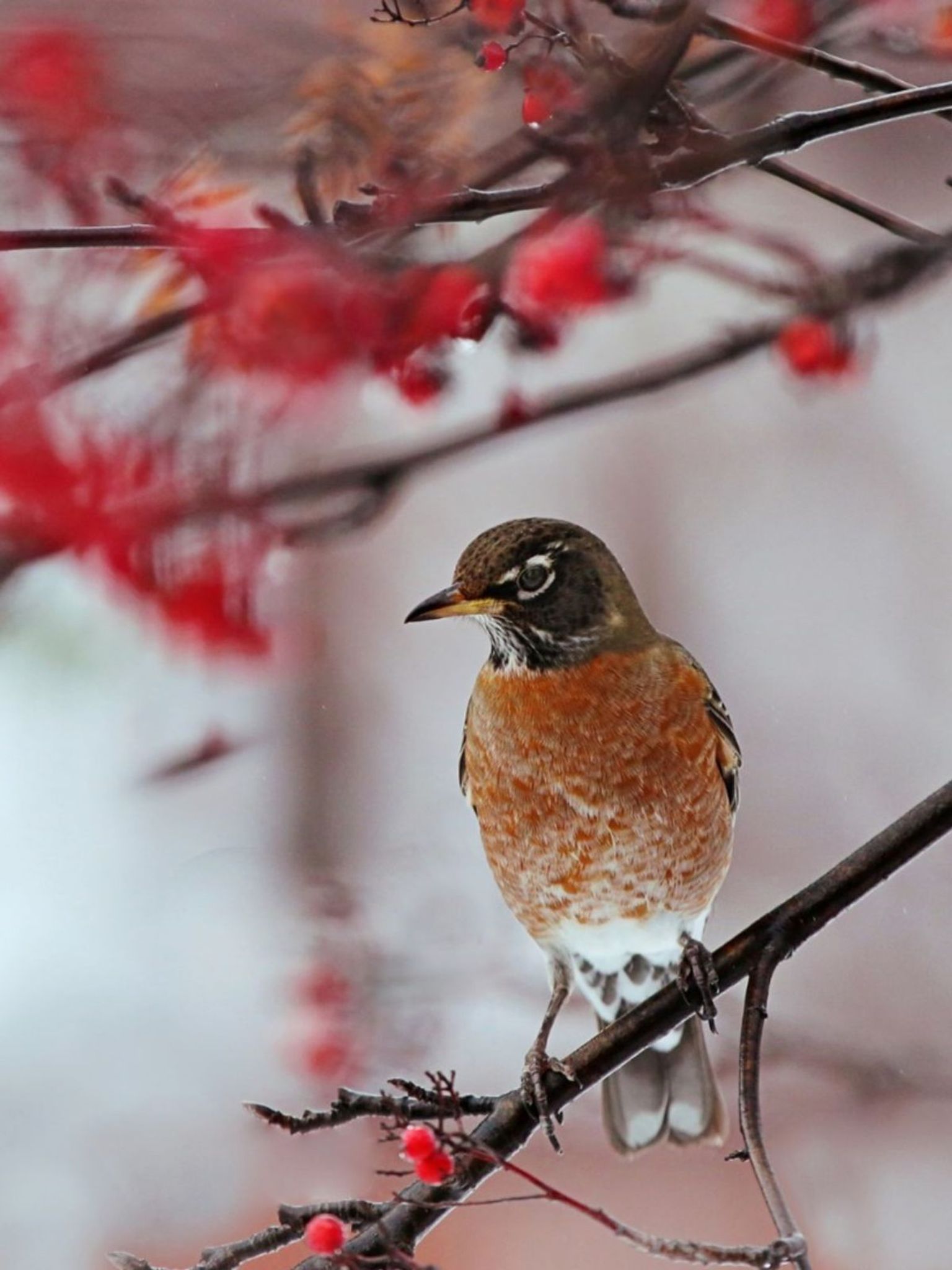 Cover for Geralene "Geri" Buck's Obituary