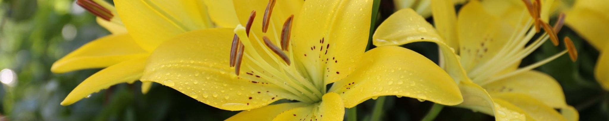 Cover photo for Thomas R. Horein's Obituary