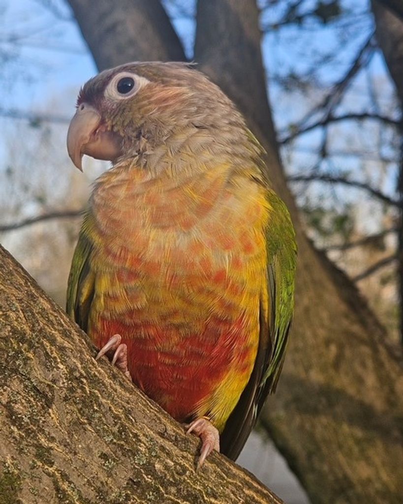 Bing Bing Petsko Profile Photo