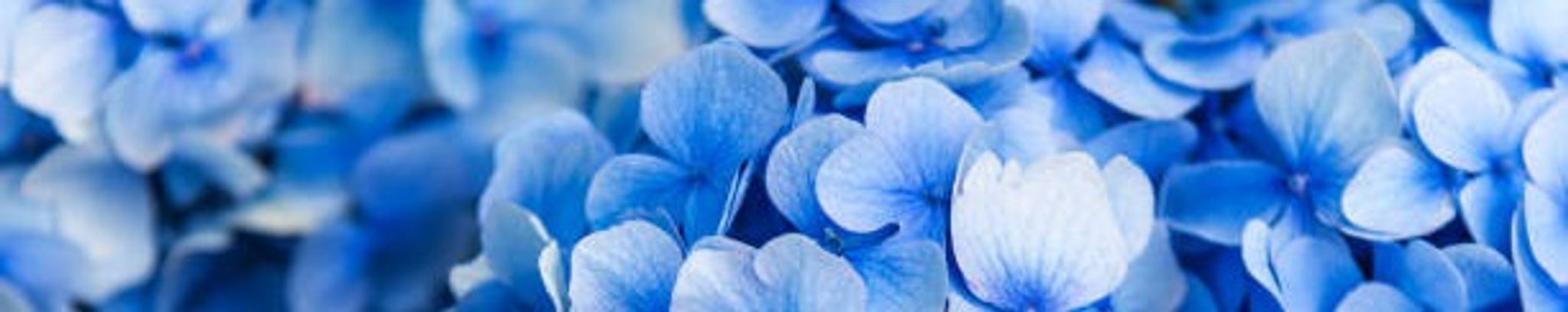 Cover photo for Patricia Canning's Obituary