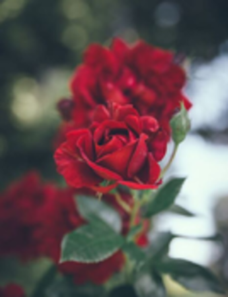 Kevin Darnell Shepard