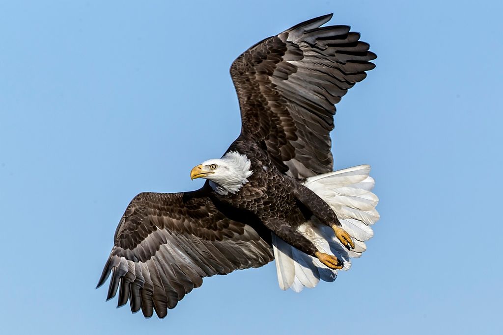 Silver & Gold Club Pere Marquette Eagle Watching Coach Trip