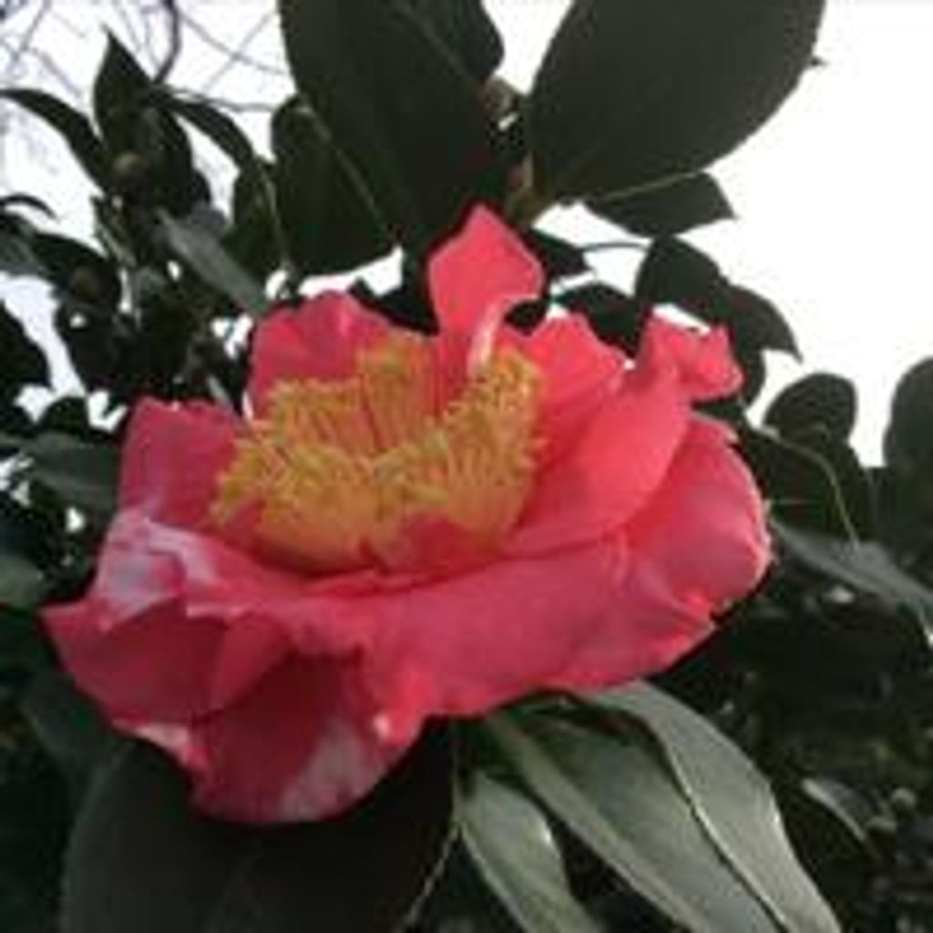 Joy Mcdonald Holt Profile Photo