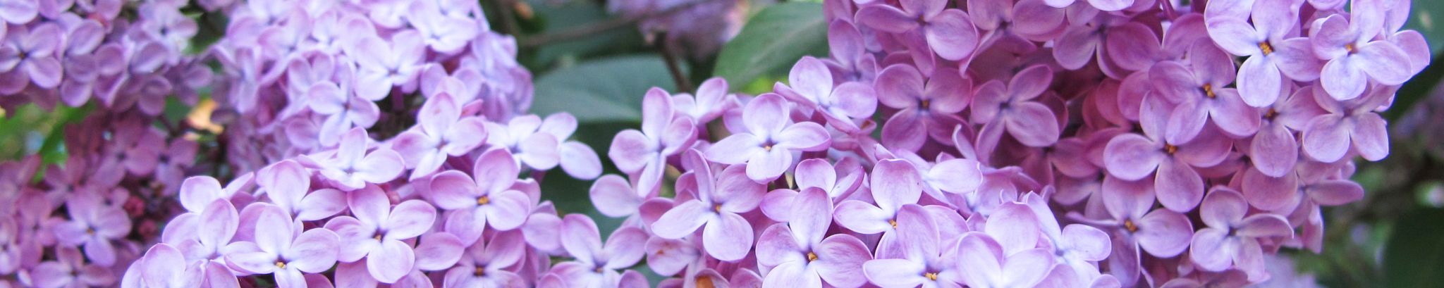 Cover photo for Marjorie "Marj" Mae Hood's Obituary