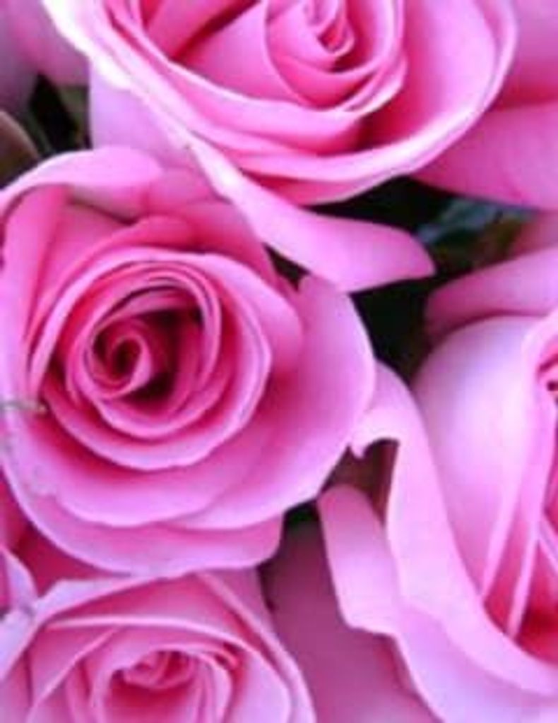 Shirley Landreth Profile Photo