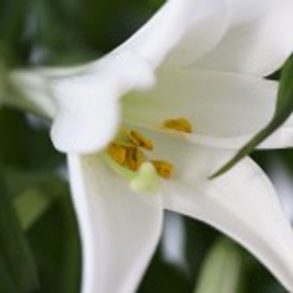 Vertle  L Gardner Profile Photo