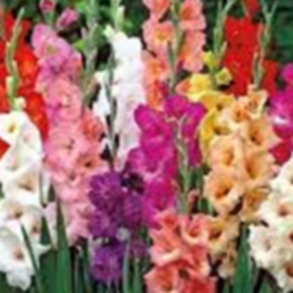 Marion Frances Hovorka