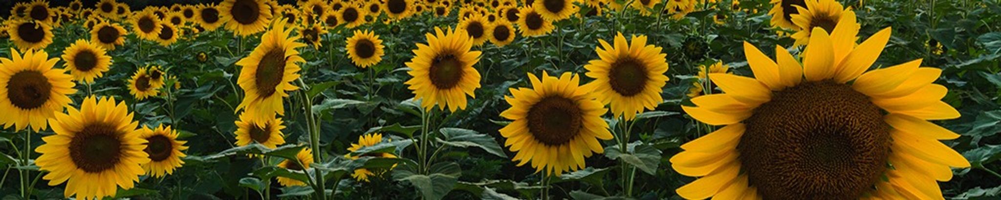 Cover for Sandra L Moore's Obituary