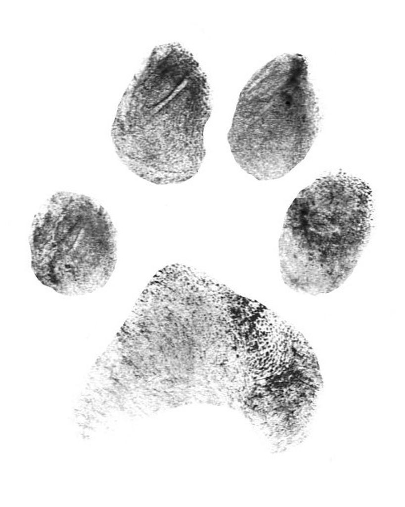 Kaylee Rayman Profile Photo