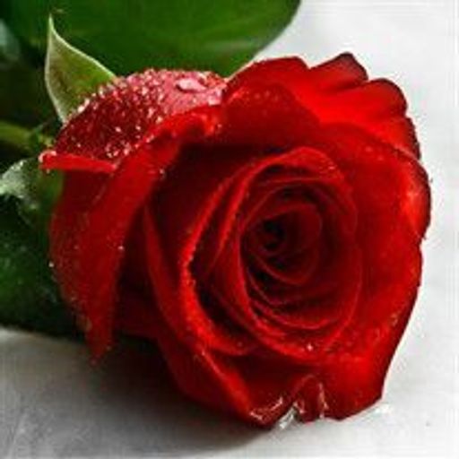 Maria Guadalupe Ledezma Profile Photo