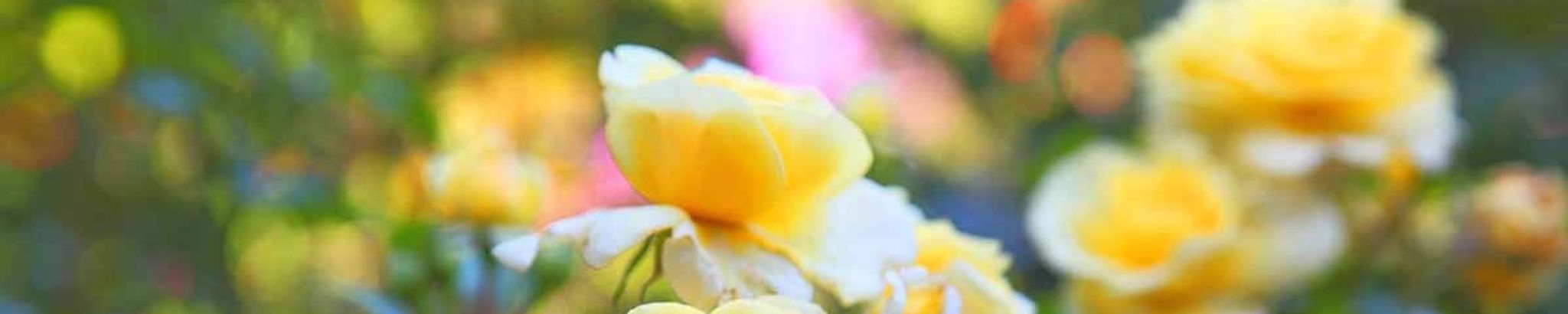 Cover for Sandra Gillis's Obituary