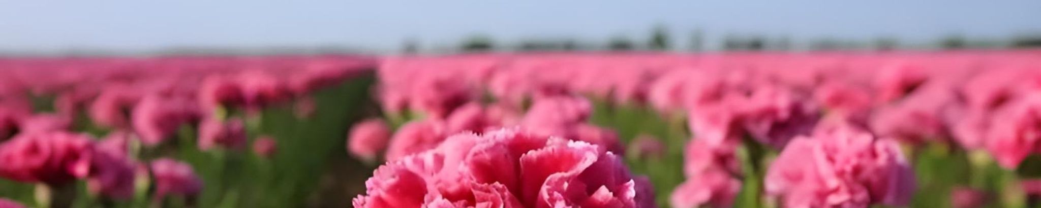 Cover for Stephen R. Overman's Obituary