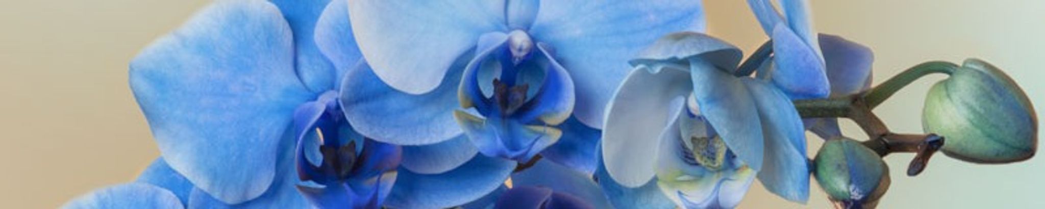 Cover for Arleen Amundson's Obituary