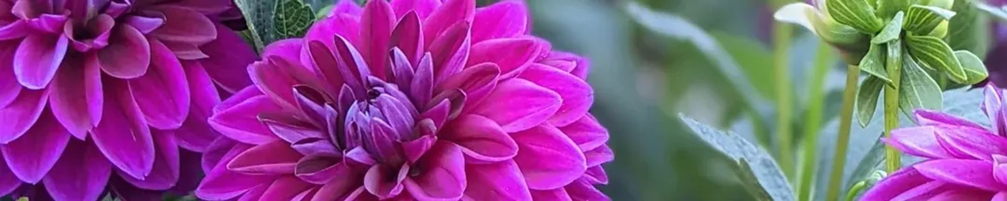 Cover photo for Erin Sigourney Beason Massey's Obituary