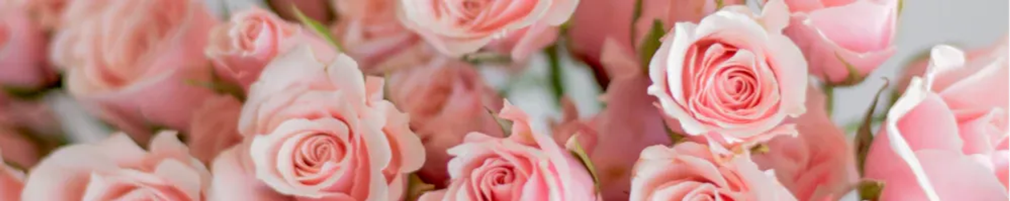Cover photo for Helen Cameron Knight's Obituary