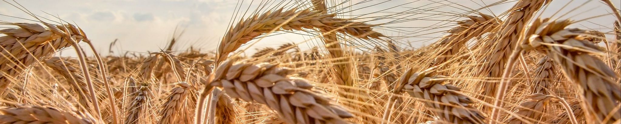 Cover for Stephen Sylvester Dlabal Jr's Obituary