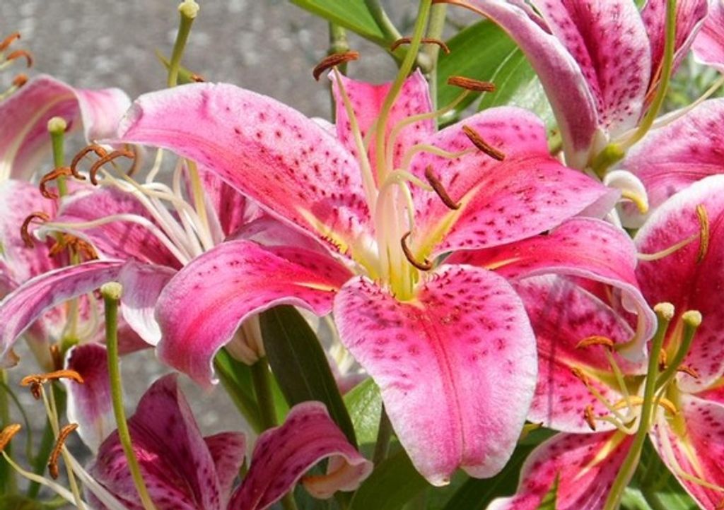 Margaret Vera Ulyan Profile Photo