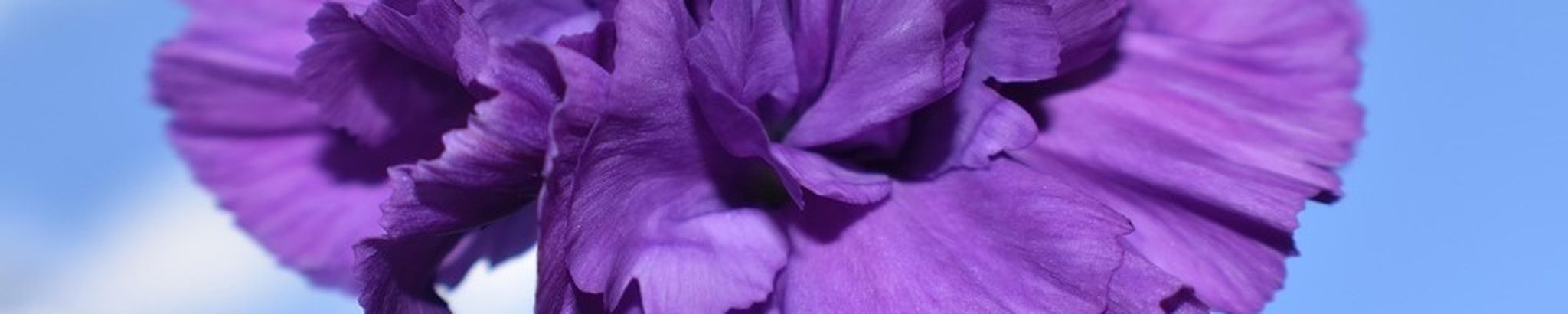 Cover for Frances Elaine Shatto's Obituary