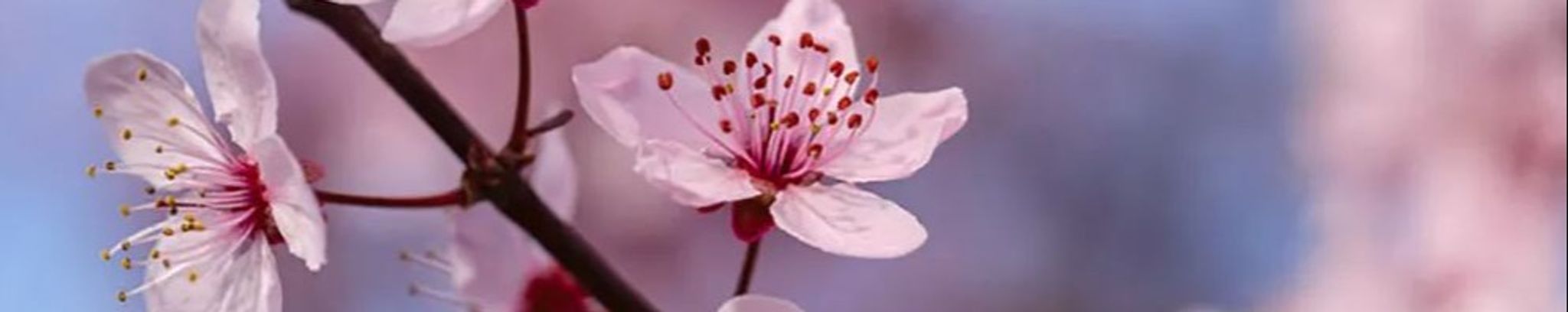 Cover photo for Ella Marie Jenkins's Obituary
