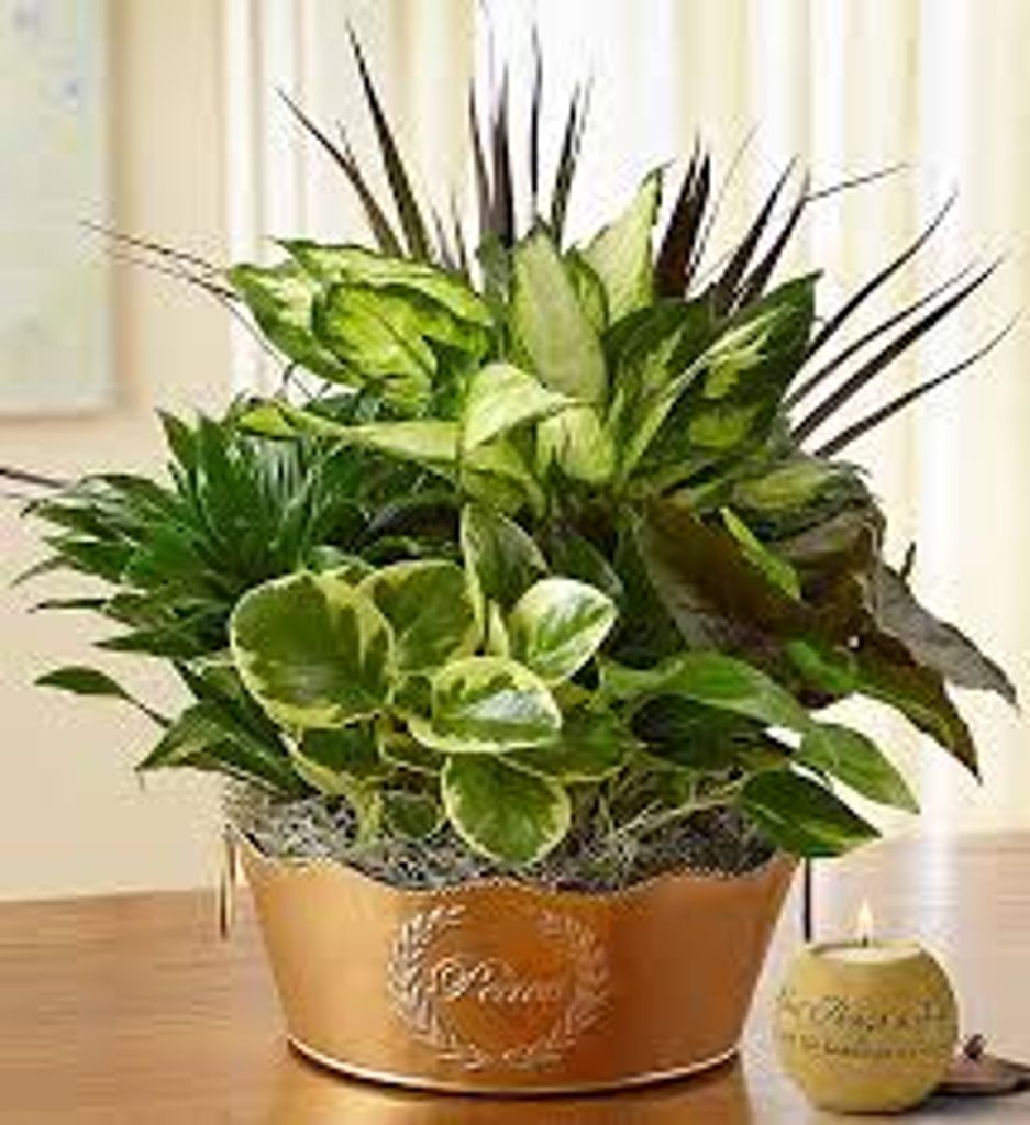 Alberta Louise (Douglas)  Allen Profile Photo