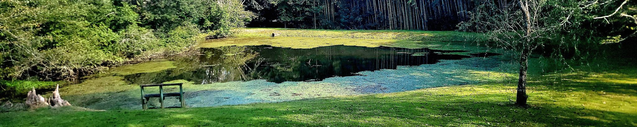 Cover for Charles "Charlie" Henry Collins's Obituary