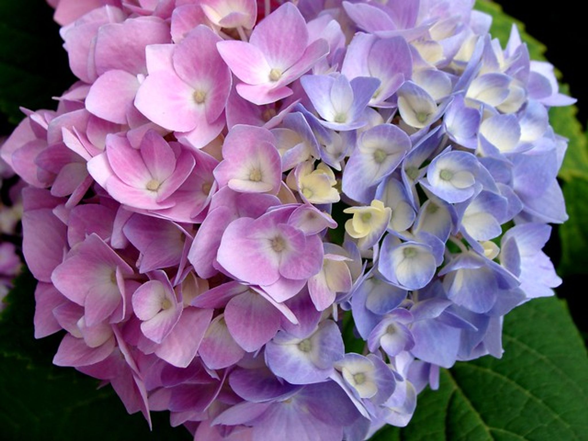 Cover photo for Sibyl Jean Downing's Obituary