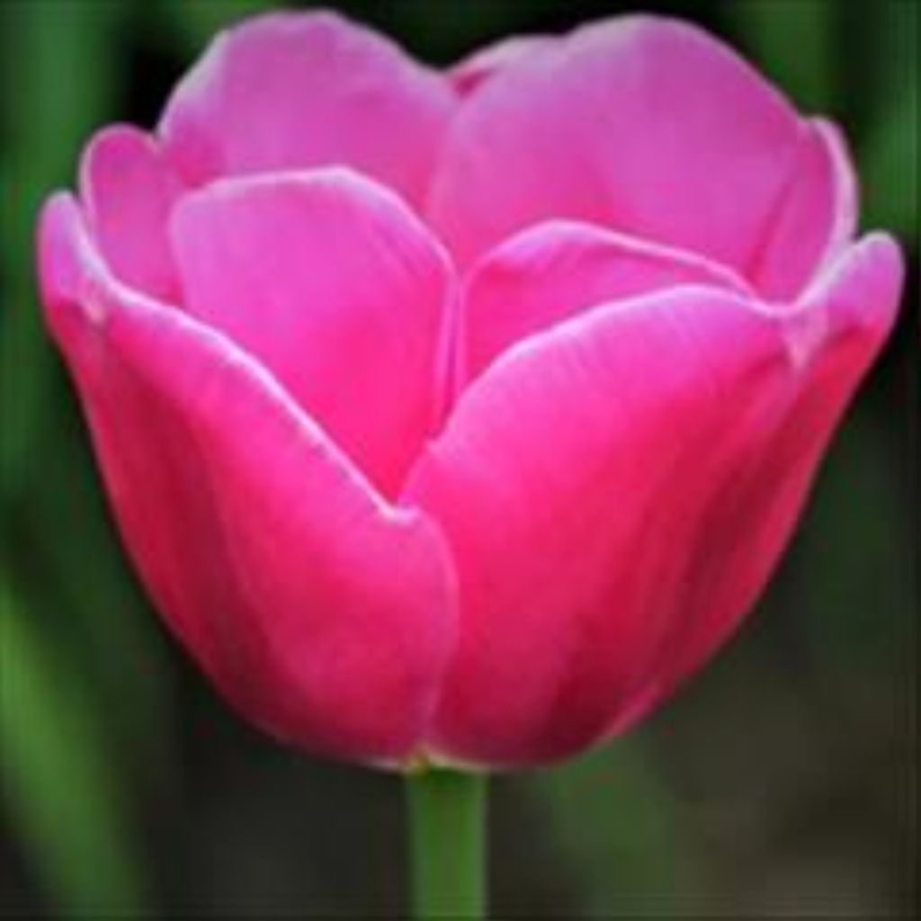 Brittani Michelle Mclain