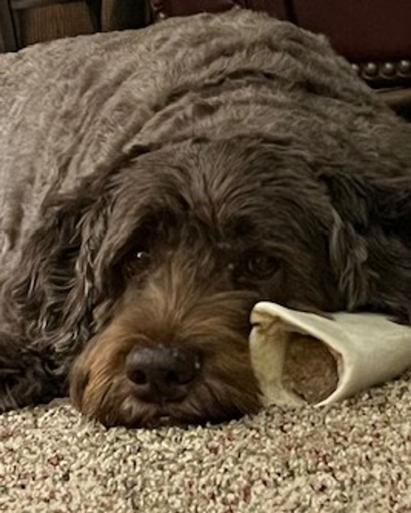 Clancy Profile Photo