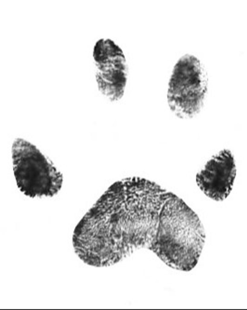 Kelly Bolling Profile Photo